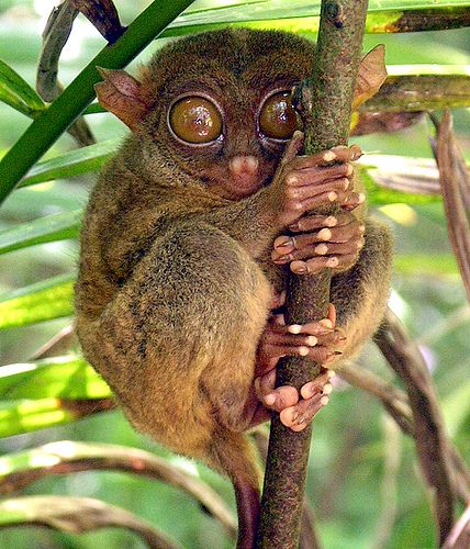 Philippine Tarsier 