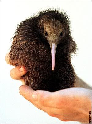 kiwi-bird